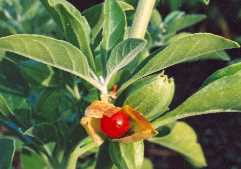 ashwagandhaplant