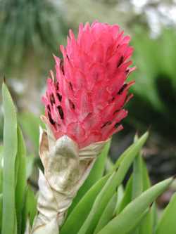 gingerplantflower