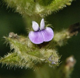 soybeanflower