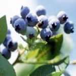 bilberry